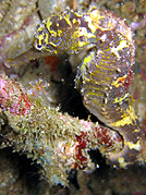 similans diving