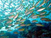 similans marine life