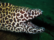 video similans