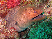 videography similans