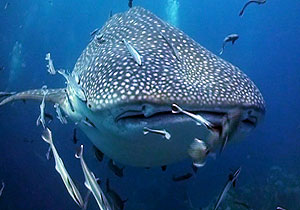 whaleshark - koh tao
