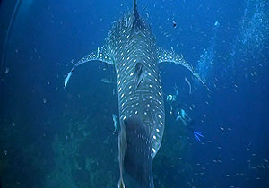 whale shark - thailand