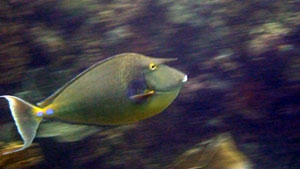bluespine unicornfish