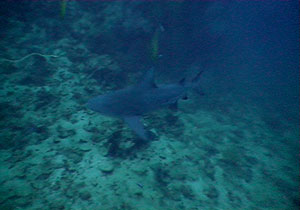 bull sharks - thailand