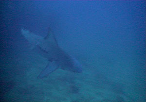 bull shark