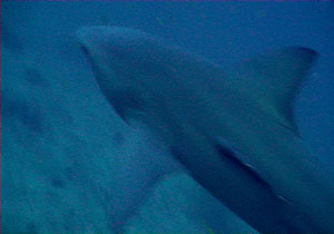 bull sharks - koh tao