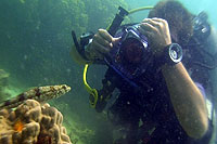 underwater videographer