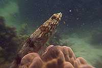 lizard fish