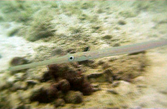 cornet fish - japanese gardens