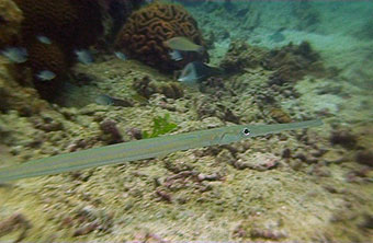 cornetfish - koh tao