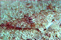 crocodile flathead
