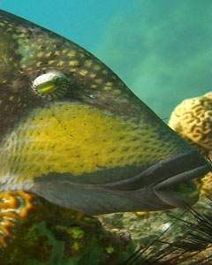 triggerfish