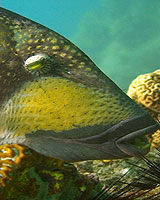 titan trigger fish
