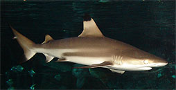 black tip reef shark