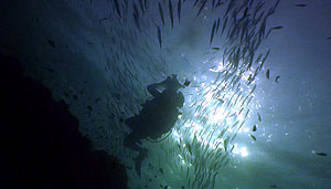 iain during video training on koh tao, thailand