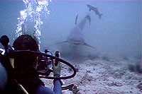 underwater internship trainee filming bullshark - koh tao