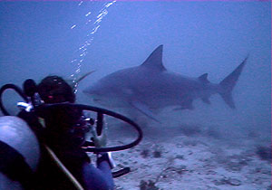bullsharks - koh tao