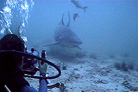 internship filming bullshark - thailand