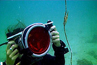 xeno crab