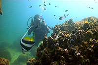 underwater videotrainee isabelle - koh tao