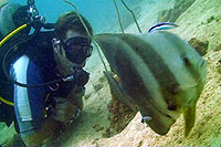 batfish - koh tao