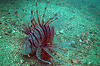 lion fish - koh tao
