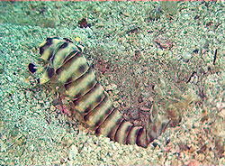 mantis shrimp 2