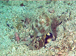 matis shrimp