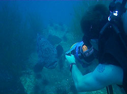 underwater videographer filming grouper