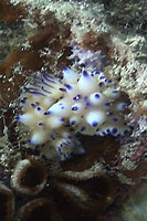 nudibranch koh tao
