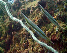 razor fish koh tao