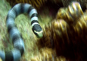 sea snale - thailand