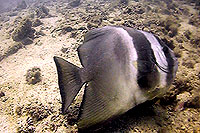 batfish - thailand