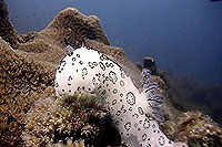 nudibranch - koh tao