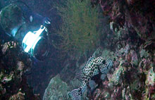 underwater video - koh tao