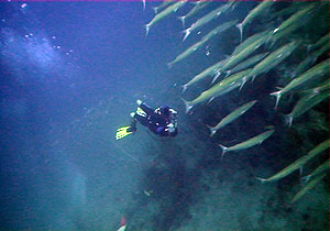 underwater videographer