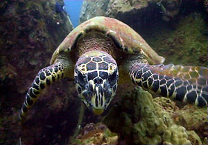 hawksbill turtle up close