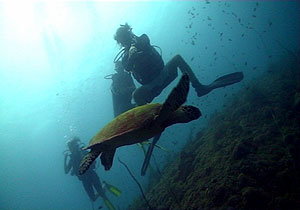 student watching turtle