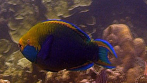 parrot fish