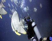 video student filming batfish