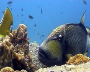 video student filming triggerfish