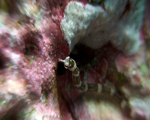 Banded Pipefish - thailand