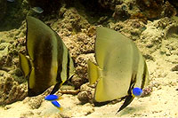 batfish