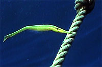 pipefish koh tao