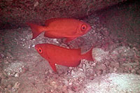 cresent tailed big eye