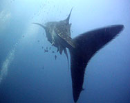 whaleshark at chumphon