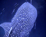 whaleshark thailand