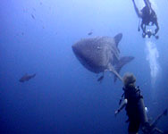 whaleshark