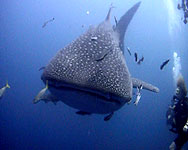 whaleshark at chumphon koh tao