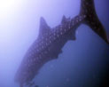 whaleshark
